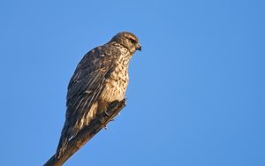 Preview wallpaper goshawk, hawk, bird, wildlife, sky