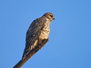 Preview wallpaper goshawk, hawk, bird, wildlife, sky