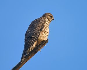 Preview wallpaper goshawk, hawk, bird, wildlife, sky