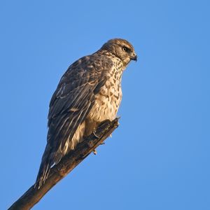 Preview wallpaper goshawk, hawk, bird, wildlife, sky