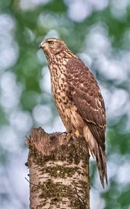 Preview wallpaper goshawk, hawk, bird, wildlife, log