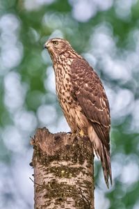 Preview wallpaper goshawk, hawk, bird, wildlife, log