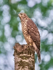 Preview wallpaper goshawk, hawk, bird, wildlife, log