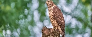 Preview wallpaper goshawk, hawk, bird, wildlife, log