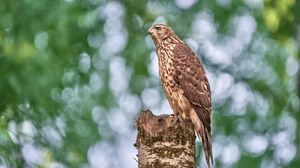 Preview wallpaper goshawk, hawk, bird, wildlife, log