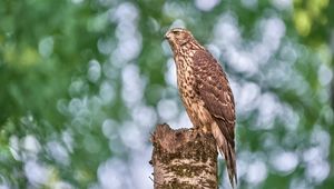 Preview wallpaper goshawk, hawk, bird, wildlife, log