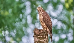 Preview wallpaper goshawk, hawk, bird, wildlife, log