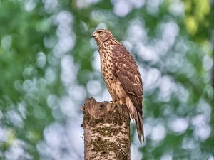 Preview wallpaper goshawk, hawk, bird, wildlife, log