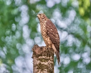 Preview wallpaper goshawk, hawk, bird, wildlife, log