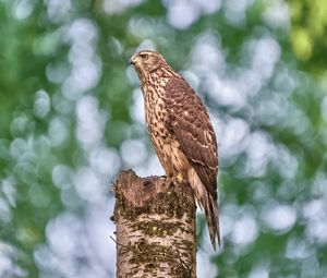 Preview wallpaper goshawk, hawk, bird, wildlife, log