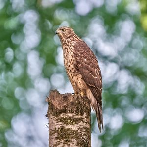 Preview wallpaper goshawk, hawk, bird, wildlife, log