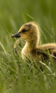 Preview wallpaper gosling, chick, cute, grass