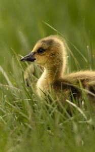 Preview wallpaper gosling, chick, cute, grass