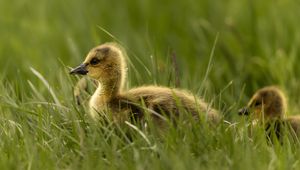 Preview wallpaper gosling, chick, cute, grass