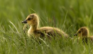 Preview wallpaper gosling, chick, cute, grass