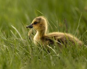 Preview wallpaper gosling, chick, cute, grass