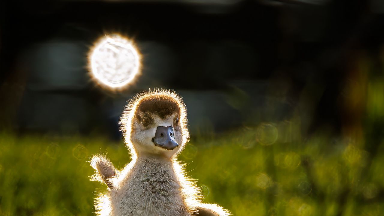 Wallpaper gosling, chick, cute, grass, light