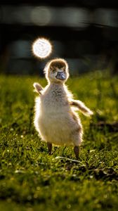 Preview wallpaper gosling, chick, cute, grass, light