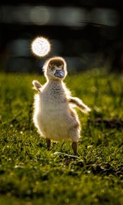 Preview wallpaper gosling, chick, cute, grass, light