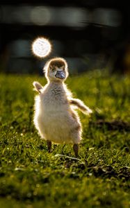 Preview wallpaper gosling, chick, cute, grass, light