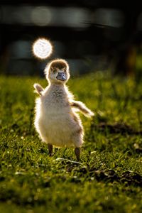 Preview wallpaper gosling, chick, cute, grass, light