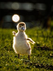 Preview wallpaper gosling, chick, cute, grass, light