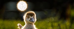 Preview wallpaper gosling, chick, cute, grass, light