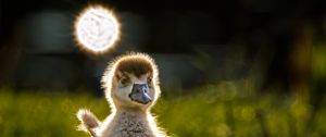 Preview wallpaper gosling, chick, cute, grass, light