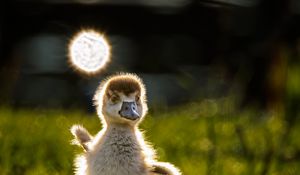 Preview wallpaper gosling, chick, cute, grass, light