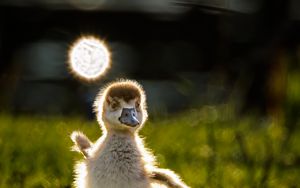 Preview wallpaper gosling, chick, cute, grass, light