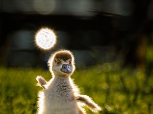 Preview wallpaper gosling, chick, cute, grass, light