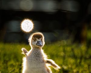 Preview wallpaper gosling, chick, cute, grass, light