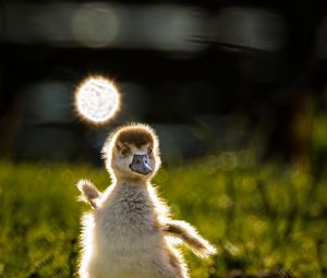 Preview wallpaper gosling, chick, cute, grass, light