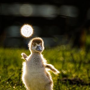 Preview wallpaper gosling, chick, cute, grass, light