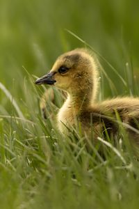 Preview wallpaper gosling, chick, grass, cute