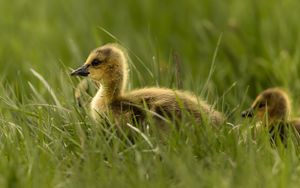 Preview wallpaper gosling, chick, grass, cute