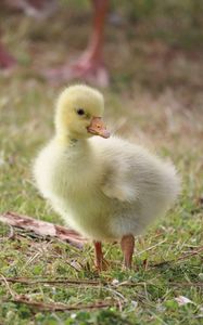 Preview wallpaper gosling, goose, bird, cute