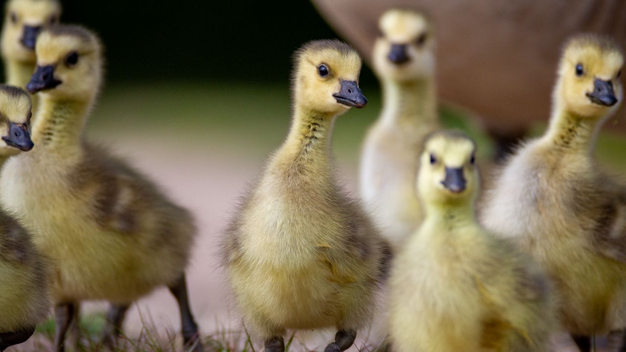Wallpaper goslings, beaks, birds, flock