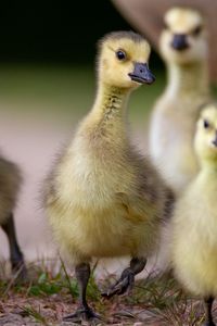 Preview wallpaper goslings, beaks, birds, flock