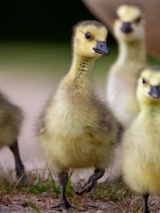 Preview wallpaper goslings, beaks, birds, flock