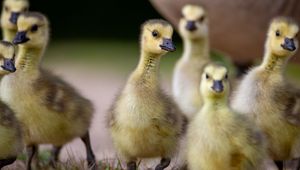 Preview wallpaper goslings, beaks, birds, flock