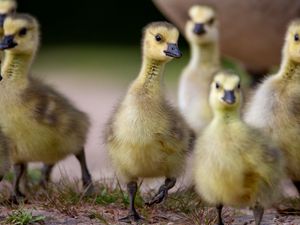 Preview wallpaper goslings, beaks, birds, flock