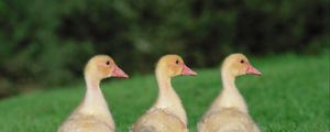 Preview wallpaper goslings, geese, birds, chicks