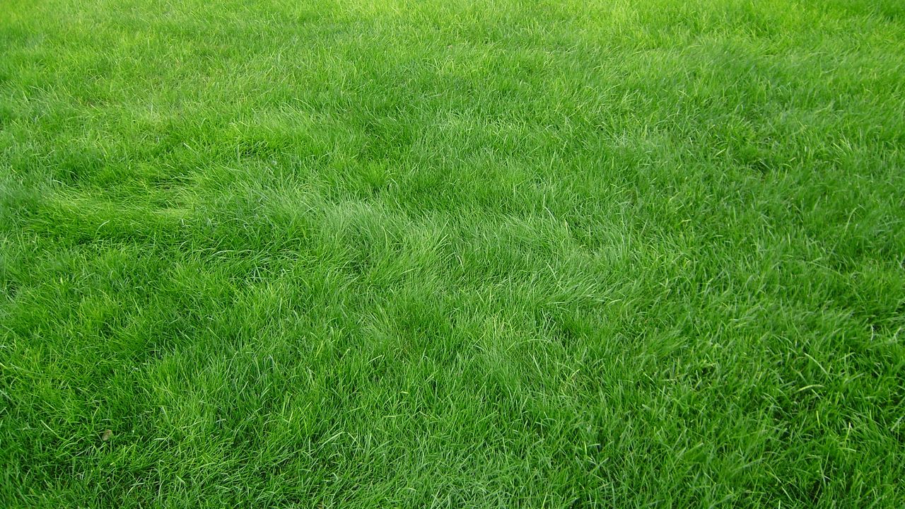 Wallpaper grain, grass, field, green