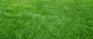 Preview wallpaper grain, grass, field, green