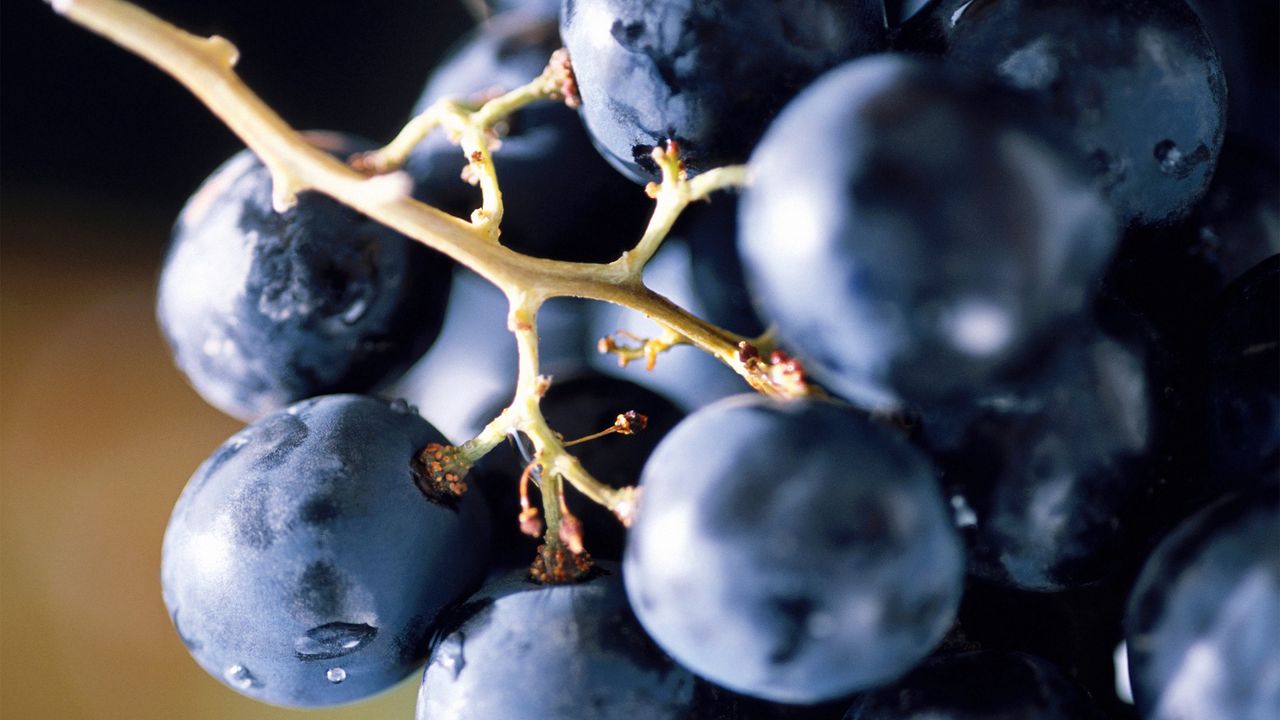 Wallpaper grape, berry, food, bunch, blue
