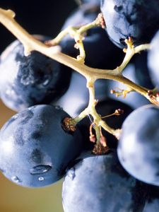 Preview wallpaper grape, berry, food, bunch, blue