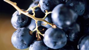 Preview wallpaper grape, berry, food, bunch, blue
