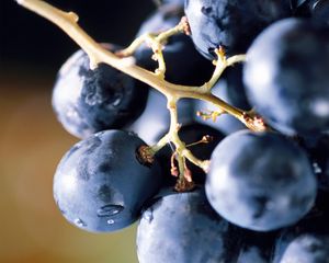 Preview wallpaper grape, berry, food, bunch, blue