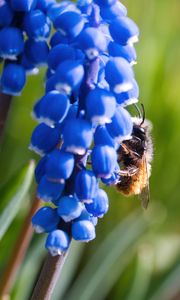 Preview wallpaper grape hyacinth, flowers, inflorescence, bumblebee, macro